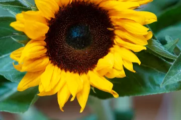 Netzwerktreffen Bildungsberatung Freiburg Sonnenblume